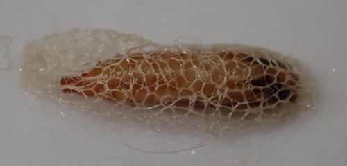 Acrolepiopsis assectella